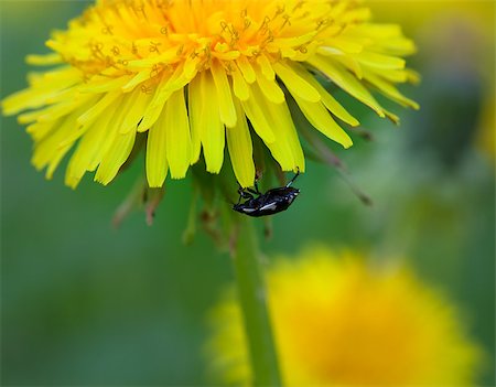 dandelion bud - Beetle on flower of dandelion Stock Photo - Budget Royalty-Free & Subscription, Code: 400-07621500