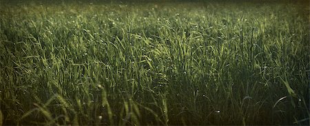 simsearch:400-07429043,k - Green grass of the field. Close-up photo. Grunge style Foto de stock - Royalty-Free Super Valor e Assinatura, Número: 400-07621541