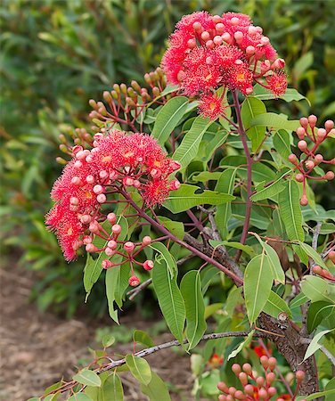 sherjaca (artist) - Flowers of Australian red bloodwood eucalypt Summer Red and foliage Fotografie stock - Microstock e Abbonamento, Codice: 400-07621673
