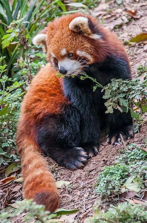 red pandas - A red panda in Sichuan provence China Stock Photo - Budget Royalty-Free & Subscription, Code: 400-07621881