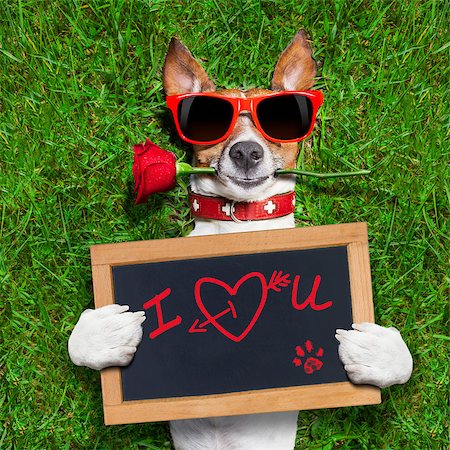 damedeeso (artist) - dog with a red rose in his mouth and a blackboard with the words in red: I love you Stock Photo - Budget Royalty-Free & Subscription, Code: 400-07621995