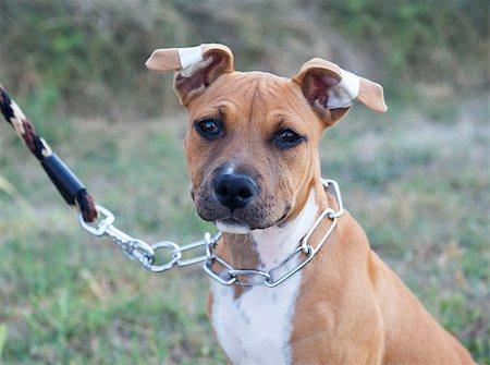 simsearch:400-08615864,k - puppy  american staffordshire terrier in the nature Stock Photo - Budget Royalty-Free & Subscription, Code: 400-07622025