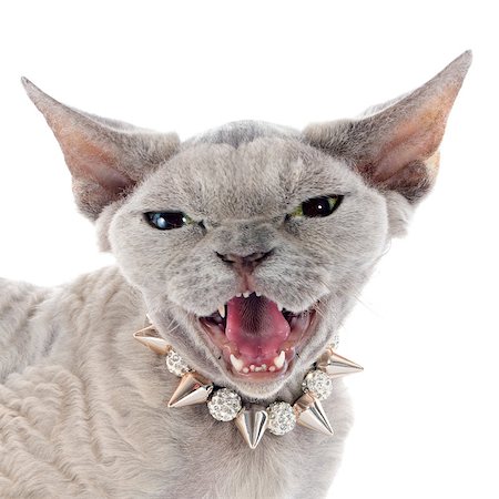 simsearch:400-08832996,k - devon rex cat in front of white background Stock Photo - Budget Royalty-Free & Subscription, Code: 400-07622036