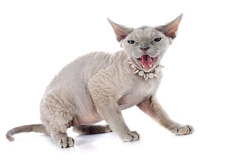 devon rex cat in front of white background Stock Photo - Budget Royalty-Free & Subscription, Code: 400-07622037