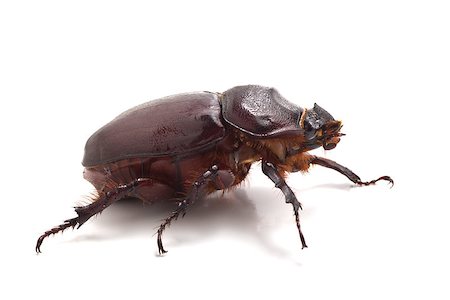 simsearch:400-04694227,k - Big beetle on the isolated background Foto de stock - Royalty-Free Super Valor e Assinatura, Número: 400-07622047