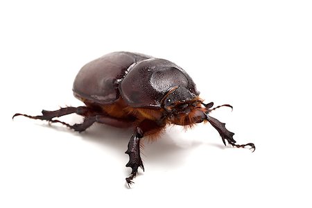 simsearch:400-04694227,k - Big beetle on the isolated background Foto de stock - Royalty-Free Super Valor e Assinatura, Número: 400-07622048