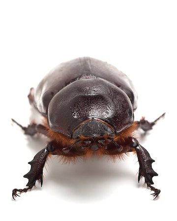 simsearch:400-08222144,k - Big beetle on the isolated background Stockbilder - Microstock & Abonnement, Bildnummer: 400-07622049