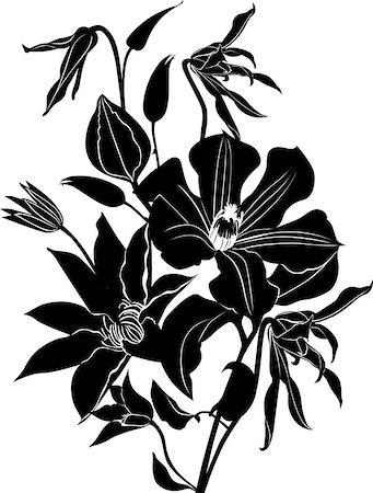clematis flowers Foto de stock - Super Valor sin royalties y Suscripción, Código: 400-07622076