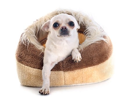 perrera - chihuahua in dog bed in front of white background Foto de stock - Super Valor sin royalties y Suscripción, Código: 400-07622072