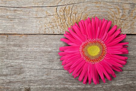 simsearch:400-07662543,k - Gerbera flower over wooden table background with copy space Stock Photo - Budget Royalty-Free & Subscription, Code: 400-07623886