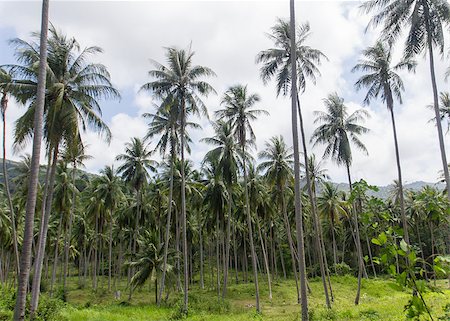 Coconut plantation on the Samui Island in Thailand Fotografie stock - Microstock e Abbonamento, Codice: 400-07623985