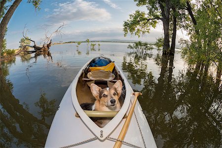 simsearch:400-07176700,k - Corgi dog in a decked expedition canoe on a lake in Colorado, a distorted wide angle fisheye lens perspective, Lone Tree reservoir near Loveland, Colorado Foto de stock - Super Valor sin royalties y Suscripción, Código: 400-07634010
