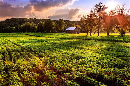 Beautiful evening scene in rural Kentucky Foto de stock - Super Valor sin royalties y Suscripción, Código: 400-07634241