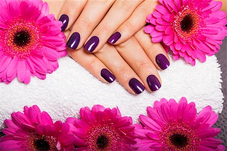 pink nails - Woman with beautiful manicured nails covered with modern purple nail varnish, enamel or lacquer displaying her fingers alongside a pink gerbera daisy Stock Photo - Budget Royalty-Free & Subscription, Code: 400-07630027