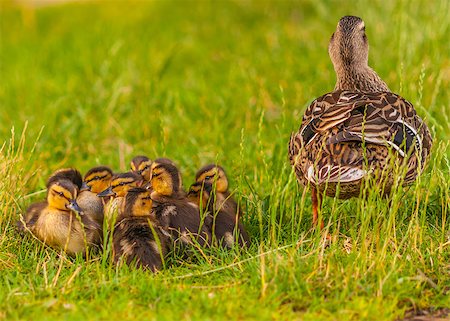Mallard Ducklings sitting in front of their mother in the green grass. Foto de stock - Super Valor sin royalties y Suscripción, Código: 400-07630208