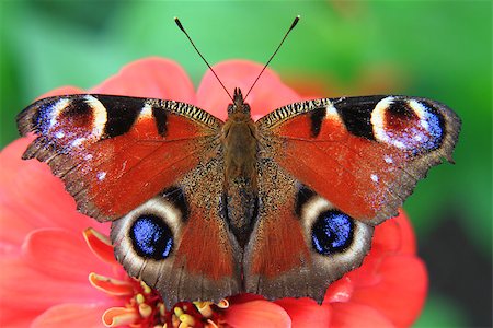 simsearch:400-04785692,k - butterfly peacock and red flower in the nature Fotografie stock - Microstock e Abbonamento, Codice: 400-07630508