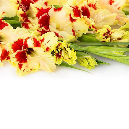 Beautiful fresh red and yellow gladiolus isolated \ close up \ square Stock Photo - Budget Royalty-Free & Subscription, Code: 400-07630514