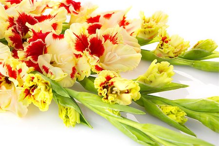 Beautiful fresh colorful fresh red and yellow gladiolus isolated \ close up \ horizontal Stock Photo - Budget Royalty-Free & Subscription, Code: 400-07630513