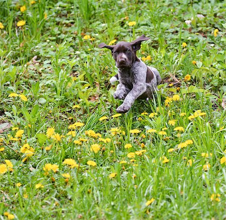 simsearch:400-07628560,k - puppy running in the dandelions - german shorthaired pointer puppy Foto de stock - Super Valor sin royalties y Suscripción, Código: 400-07630679