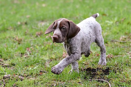 pointer dogs colors - german shorthaired pointer puppy outside in the grass Stock Photo - Budget Royalty-Free & Subscription, Code: 400-07630680