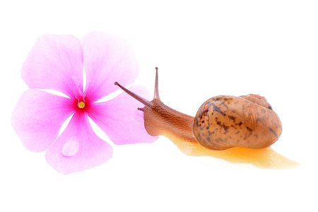 simsearch:400-04740730,k - Snail with a purple flower on a white background Photographie de stock - Aubaine LD & Abonnement, Code: 400-07631059