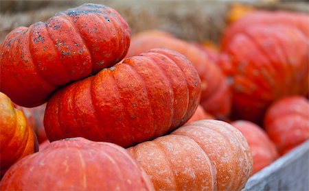simsearch:400-07089027,k - huge orange pumpkins at pumpkin patch Stock Photo - Budget Royalty-Free & Subscription, Code: 400-07631133