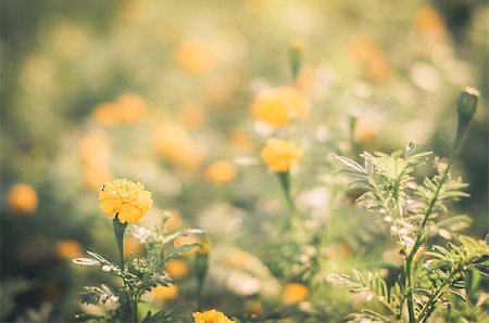 Marigolds or Tagetes erecta flower in the nature or garden vintage Stock Photo - Budget Royalty-Free & Subscription, Code: 400-07632050