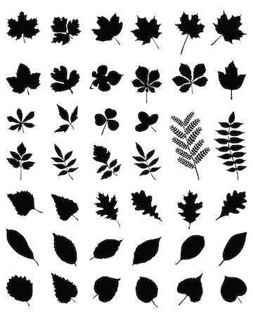 Black silhouettes of foliage on a white background, vector Stock Photo - Budget Royalty-Free & Subscription, Code: 400-07632158