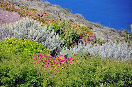 diverse vegetation on fertile soil, santorini Stock Photo - Budget Royalty-Free & Subscription, Code: 400-07632458