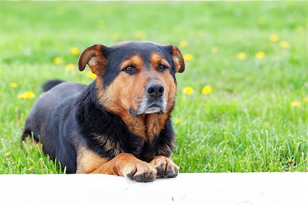 simsearch:400-06090463,k - Cute brown dog portret on grass, sunny day. Foto de stock - Royalty-Free Super Valor e Assinatura, Número: 400-07656599