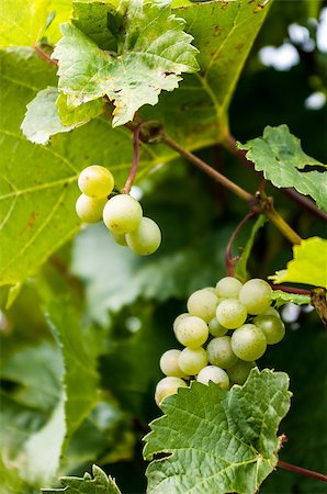 Grapes on the Vine at Gray Monk winerys Stock Photo - Budget Royalty-Free & Subscription, Code: 400-07656641