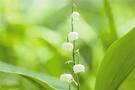 simsearch:400-07656811,k - Charming lily of the valley with sun beams Photographie de stock - Aubaine LD & Abonnement, Code: 400-07656814