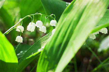 simsearch:689-03124006,k - Charming lily of the valley with sun beams Photographie de stock - Aubaine LD & Abonnement, Code: 400-07656815