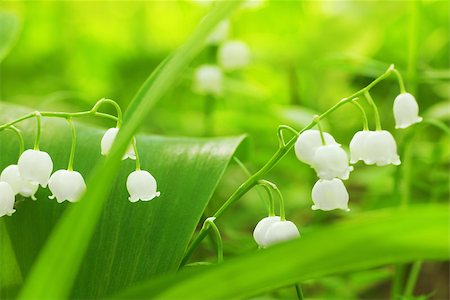 Charming lily of the valley with sun beams Stock Photo - Budget Royalty-Free & Subscription, Code: 400-07656812