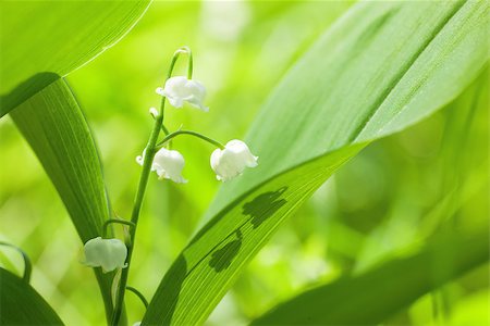 simsearch:400-07656811,k - Charming lily of the valley with sun beams Photographie de stock - Aubaine LD & Abonnement, Code: 400-07656813