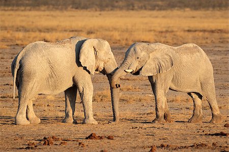 simsearch:400-07216532,k - Two large African elephant (Loxodonta africana) bulls, Etosha National Park, Namibia Foto de stock - Super Valor sin royalties y Suscripción, Código: 400-07657024