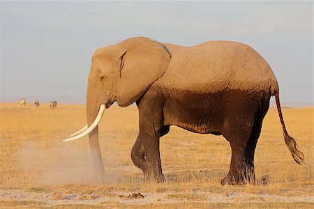 simsearch:879-09021080,k - African elephant (Loxodonta africana) ,Amboseli National Park, Kenya Photographie de stock - Aubaine LD & Abonnement, Code: 400-07657022