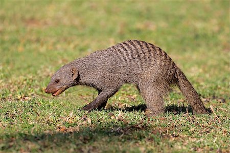 simsearch:400-05888526,k - Banded mongoose (Mungos mungo), southern Africa Photographie de stock - Aubaine LD & Abonnement, Code: 400-07657030