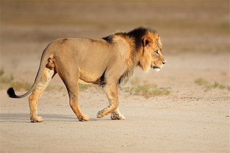 simsearch:873-07156650,k - Big male African lion (Panthera leo) walking, Kalahari, South Africa Foto de stock - Super Valor sin royalties y Suscripción, Código: 400-07657031