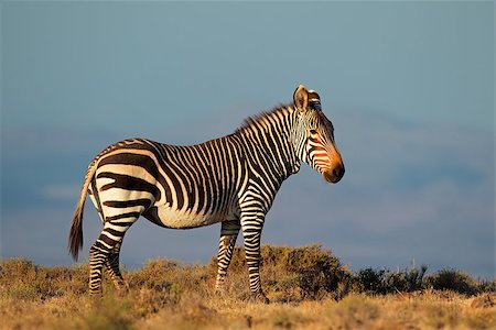Cape Mountain Zebra (Equus zebra), Mountain Zebra National Park, South Africa Foto de stock - Super Valor sin royalties y Suscripción, Código: 400-07657048