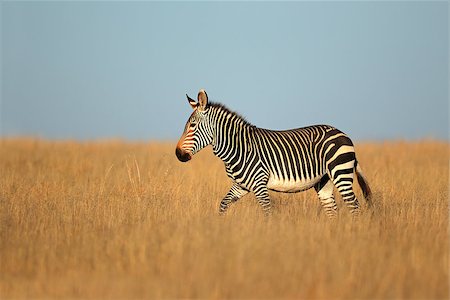 Cape Mountain Zebra (Equus zebra), Mountain Zebra National Park, South Africa Foto de stock - Super Valor sin royalties y Suscripción, Código: 400-07657049