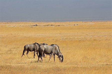 simsearch:400-07657090,k - Blue wildebeest (Connochaetes taurinus) on open grassland, Amboseli National Park, Kenya Fotografie stock - Microstock e Abbonamento, Codice: 400-07657042