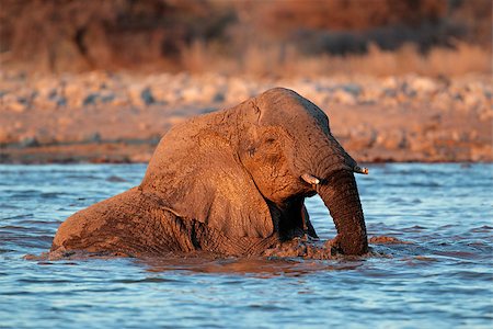simsearch:400-04473063,k - African elephant (Loxodonta africana) playing in water, Etosha National Park, Namibia Foto de stock - Super Valor sin royalties y Suscripción, Código: 400-07657058