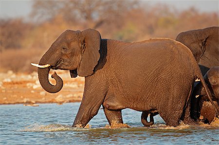 simsearch:400-07657090,k - African elephant (Loxodonta africana) walking in water, Etosha National Park, Namibia Fotografie stock - Microstock e Abbonamento, Codice: 400-07657059