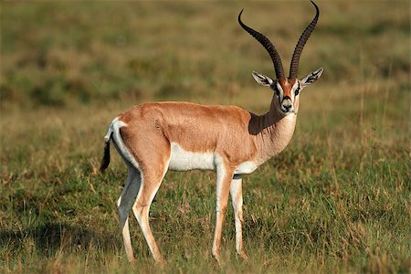 simsearch:400-07657090,k - Male Grants gazelle (Nanger granti), Lake Nakuru National Park, Kenya Fotografie stock - Microstock e Abbonamento, Codice: 400-07657066