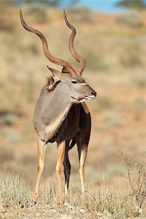 Big male kudu antelope (Tragelaphus strepsiceros), Kalahari desert, South Africa Photographie de stock - Aubaine LD & Abonnement, Code: 400-07657077