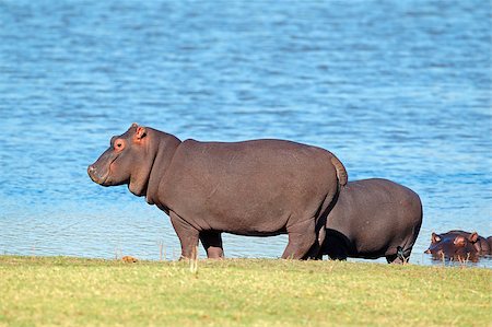 simsearch:400-05738491,k - Hippopotamus (Hippopotamus amphibius) outside the water, South Africa Stock Photo - Budget Royalty-Free & Subscription, Code: 400-07657070