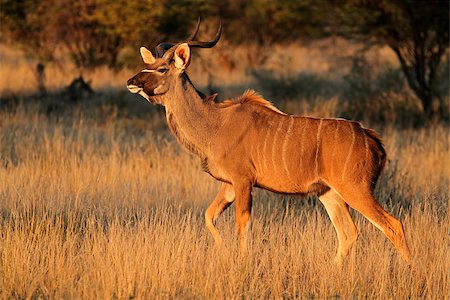 Kudu antelope (Tragelaphus strepsiceros) in early morning light, South Africa Photographie de stock - Aubaine LD & Abonnement, Code: 400-07657073