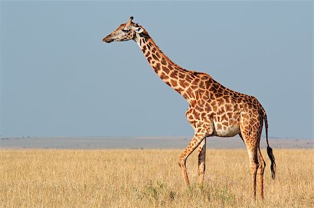 Masai giraffe (Giraffa camelopardalis tippelskirchi), Masai Mara National Reserve, Kenya Stock Photo - Budget Royalty-Free & Subscription, Code: 400-07657080