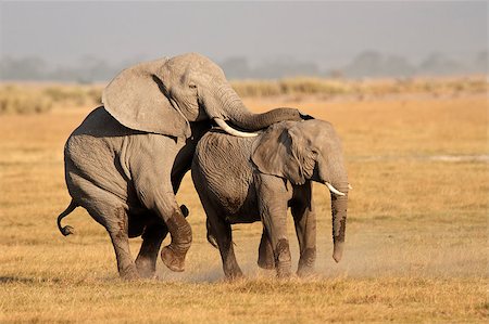 simsearch:400-07657090,k - African elephants (Loxodonta africana) mating, Amboseli National Park, Kenya Fotografie stock - Microstock e Abbonamento, Codice: 400-07657082